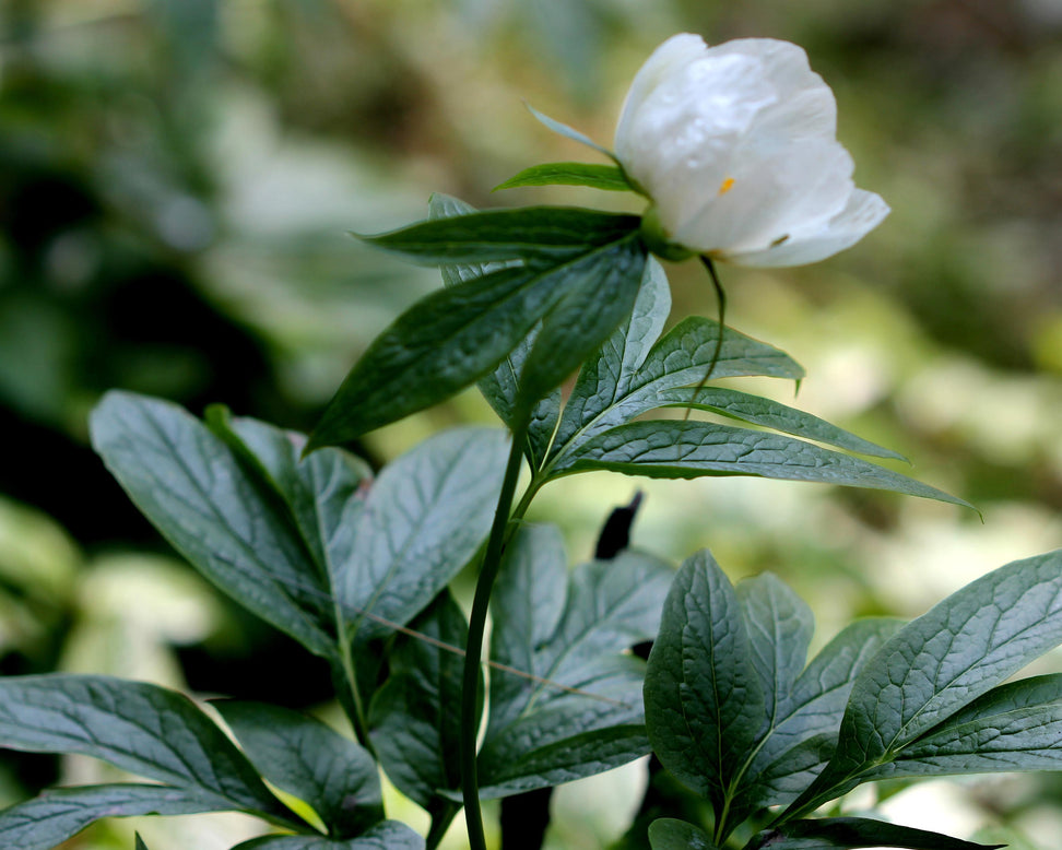Paeonia emodi