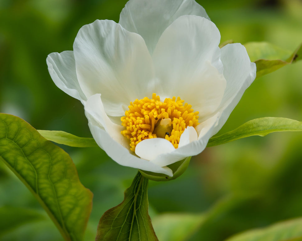 Paeonia emodi