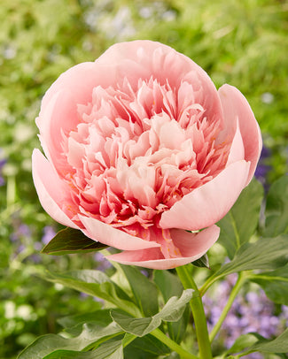 Paeonia 'Etched Salmon'