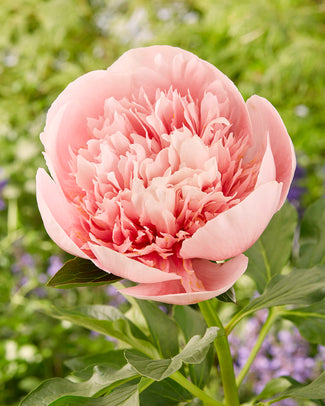 Paeonia 'Etched Salmon' Paeonia 'Etched Salmon'