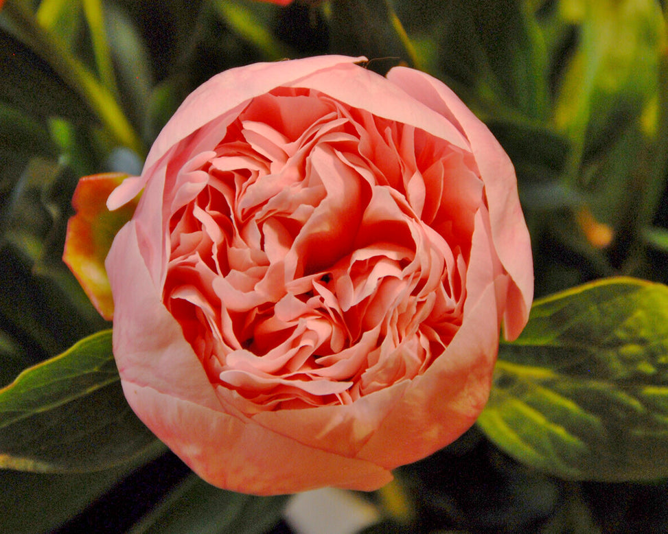Paeonia 'Etched Salmon'