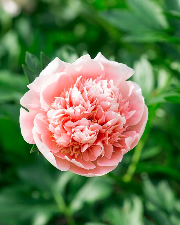 Paeonia 'Etched Salmon'