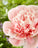 Perennials
