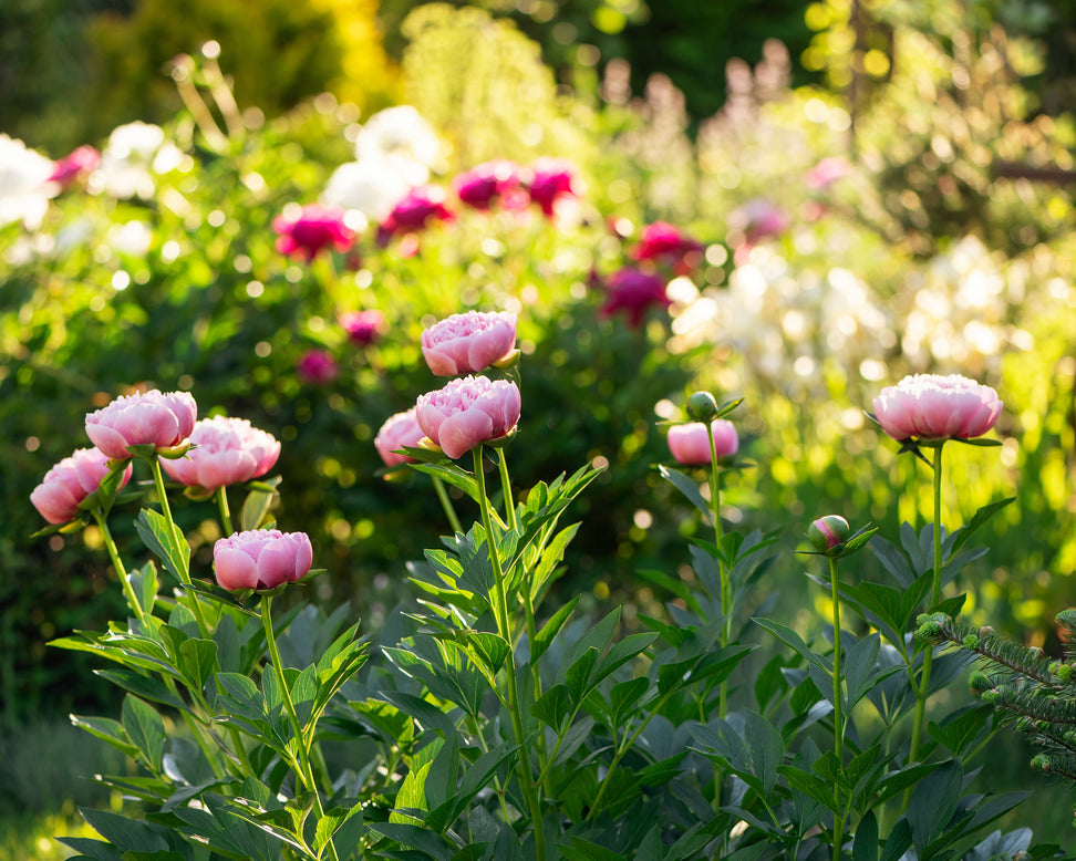 Paeonia 'Etched Salmon'