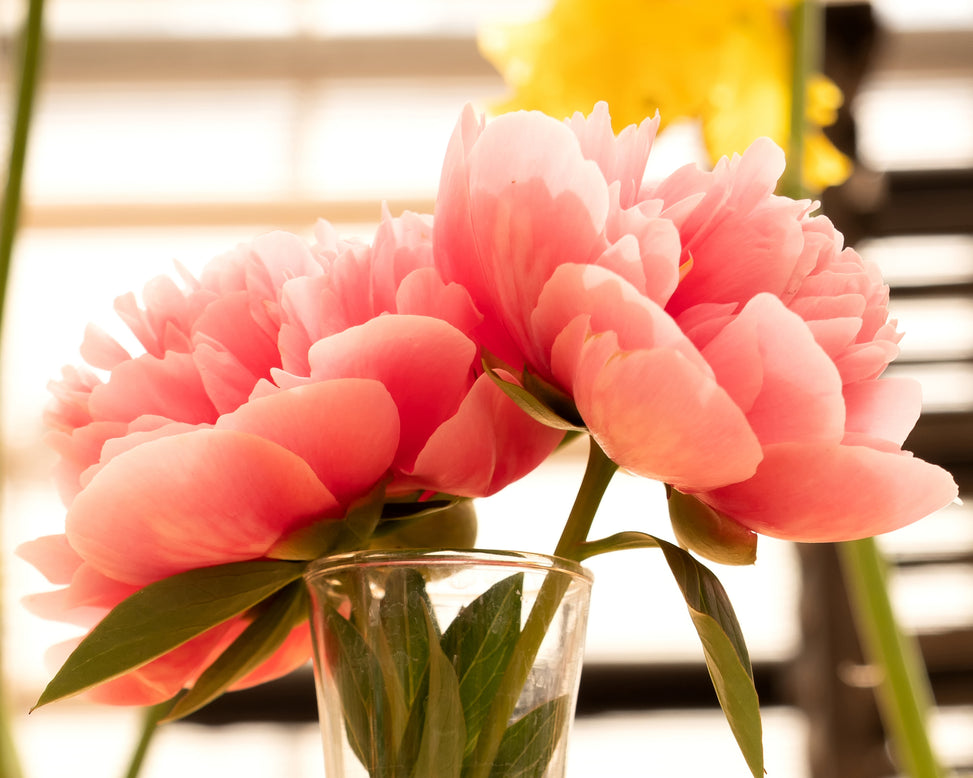 Paeonia 'Etched Salmon'