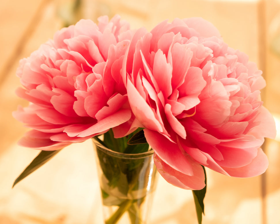 Paeonia 'Etched Salmon'