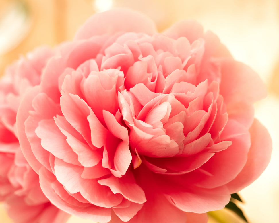 Paeonia 'Etched Salmon'