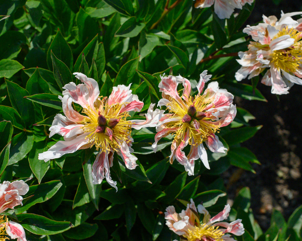 Paeonia 'Green Lotus'