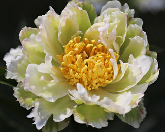 Paeonia 'Green Lotus' Paeonia 'Green Lotus'