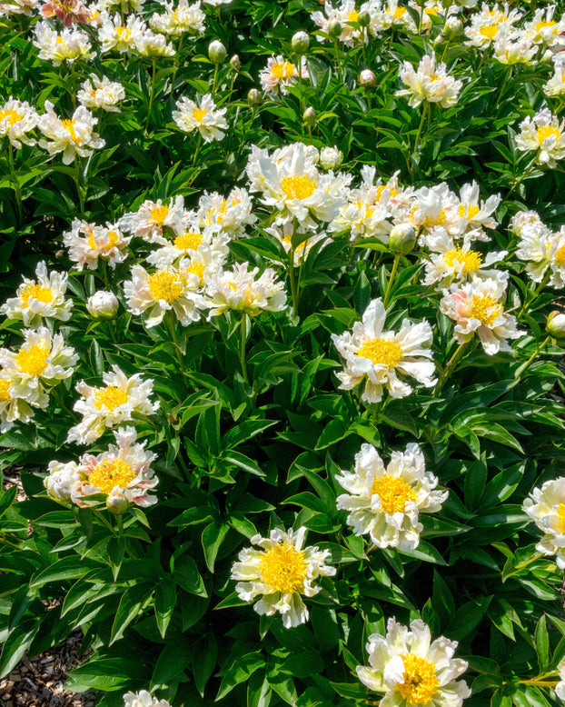 Paeonia 'Green Lotus'