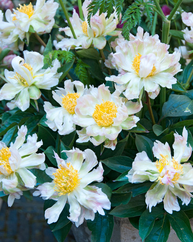 Paeonia 'Green Lotus'