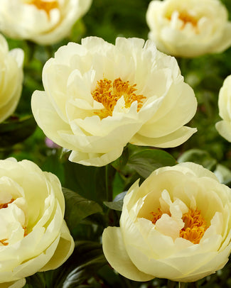 Paeonia 'Lemon Chiffon' Paeonia 'Lemon Chiffon'