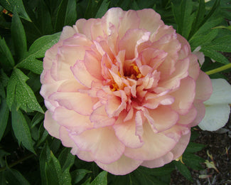 Paeonia 'Scrumdiddlyumptious' Paeonia 'Scrumdiddlyumptious'
