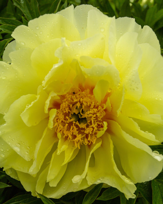 Paeonia 'Sonoma Halo'