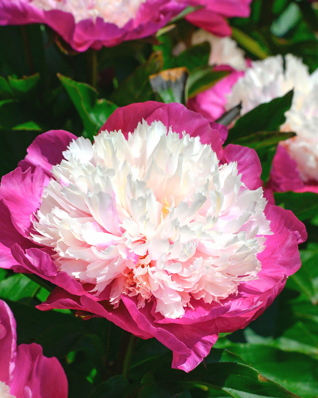 Paeonia 'White Cap'
