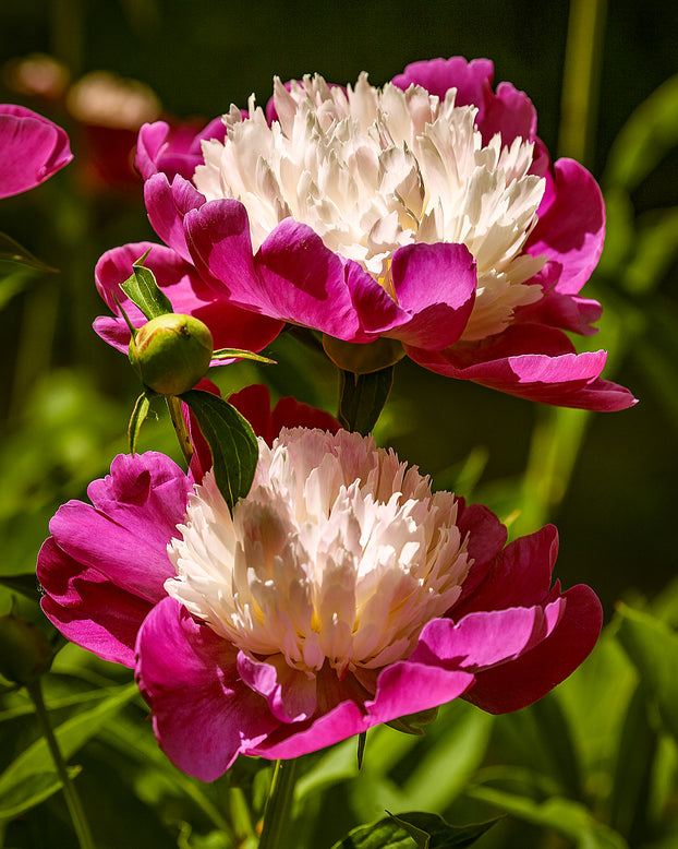 Paeonia 'White Cap'