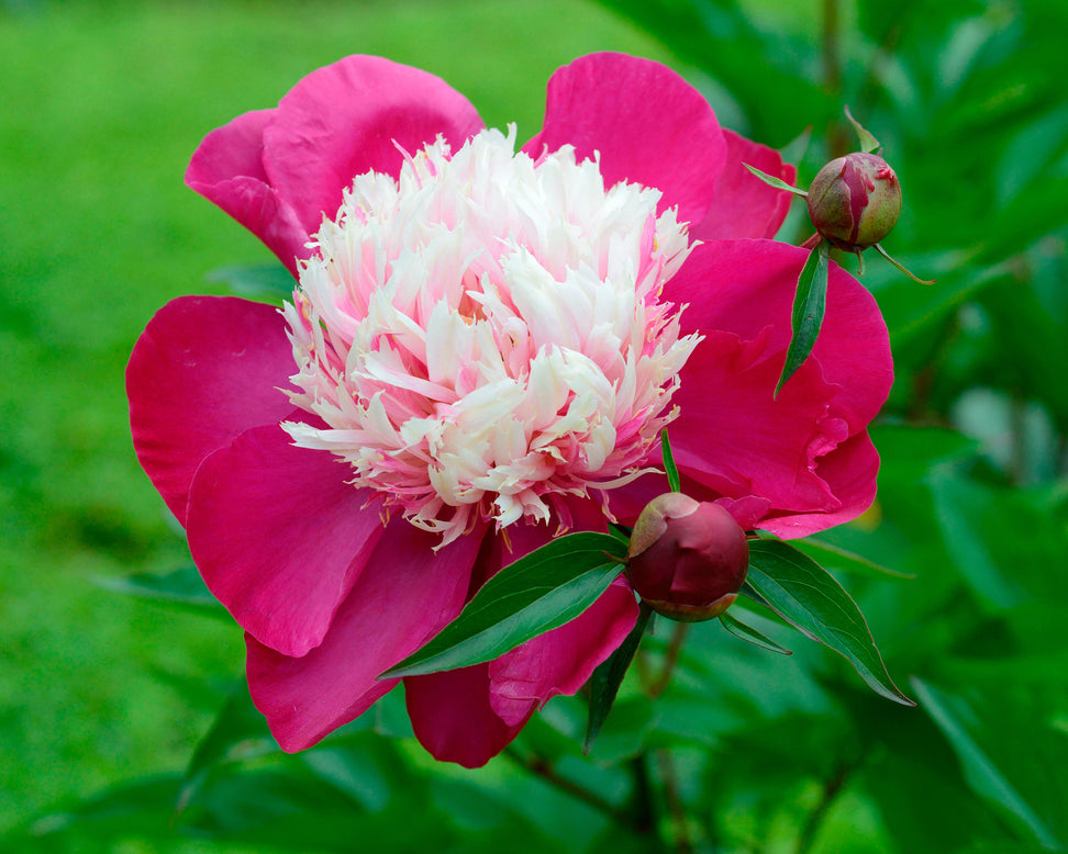 Paeonia 'White Cap'