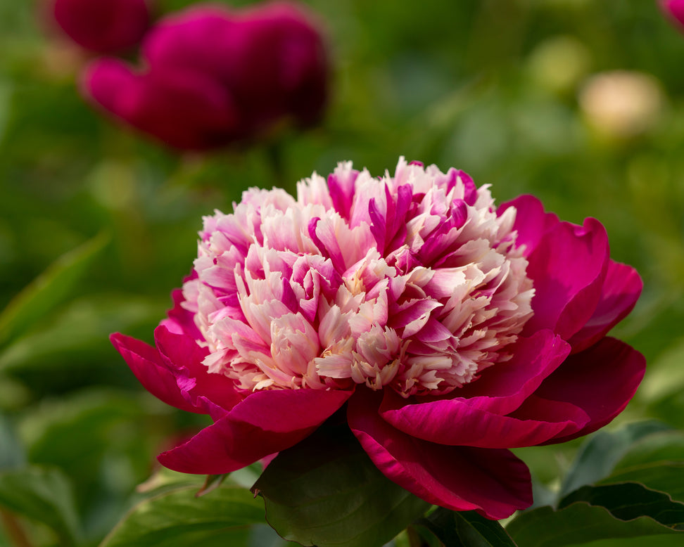 Paeonia 'White Cap'