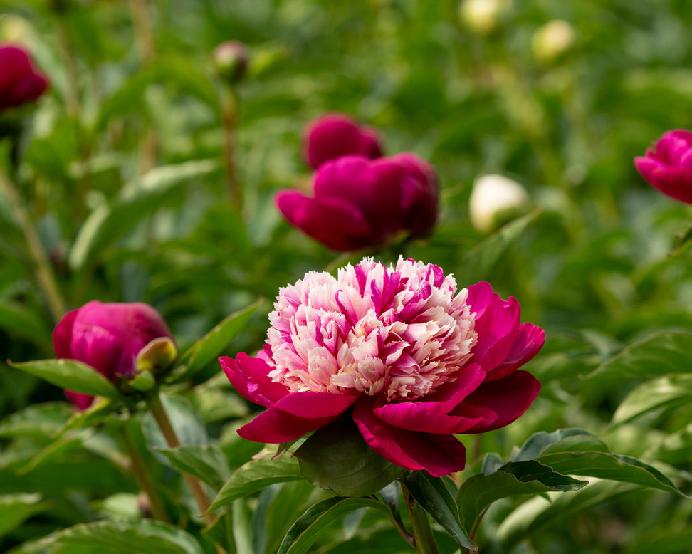Paeonia 'White Cap'