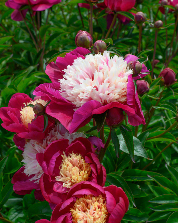 Paeonia 'White Cap'