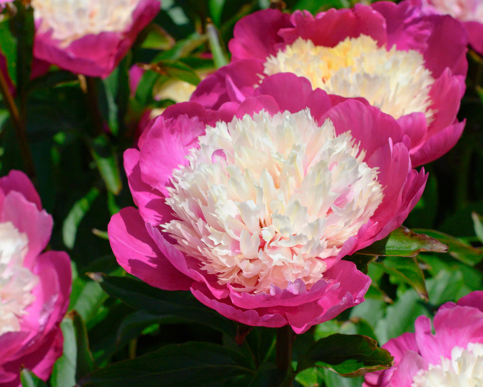 Paeonia 'White Cap'