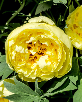 Paeonia 'Yellow Crown XXL' Paeonia 'Yellow Crown XXL'