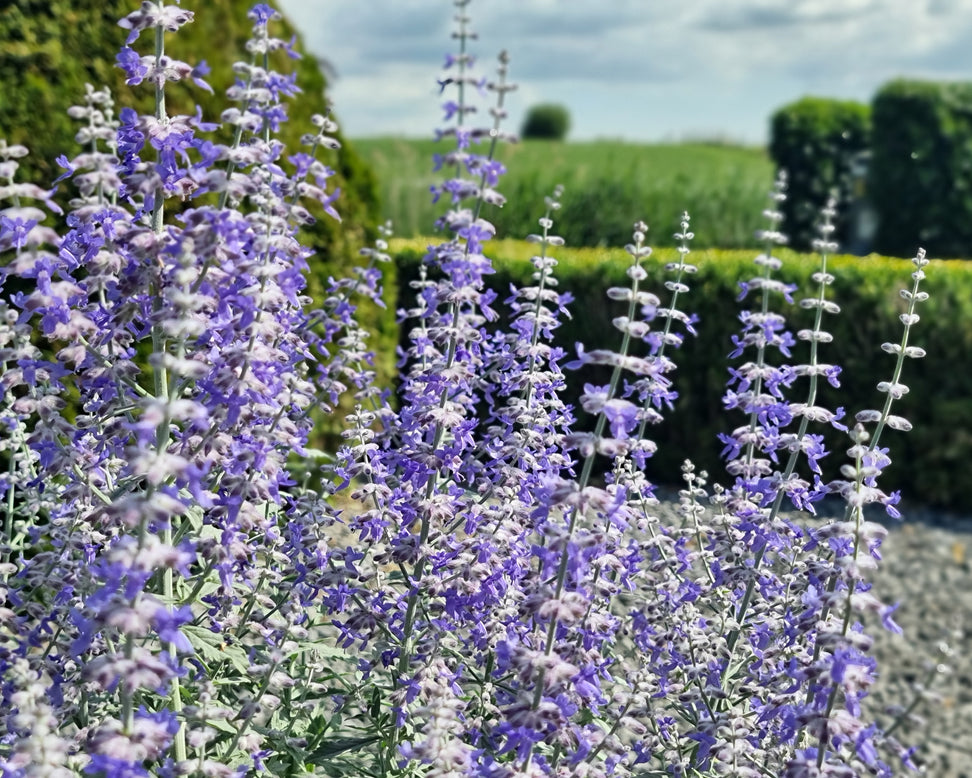 Perovskia 'Prime Time'