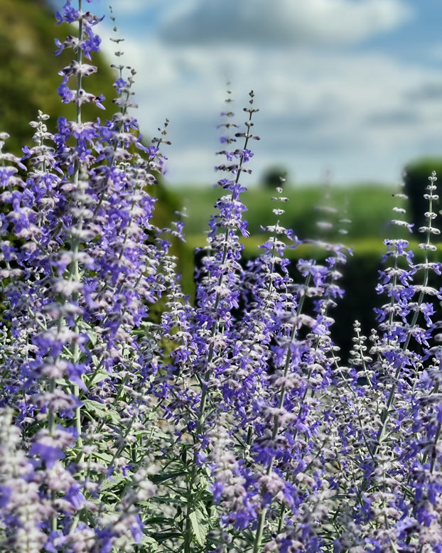 Perovskia 'Prime Time'