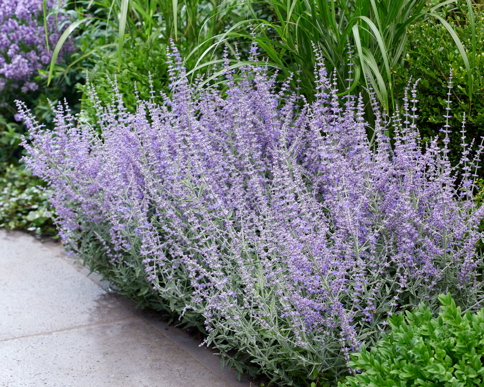Perovskia 'Prime Time'