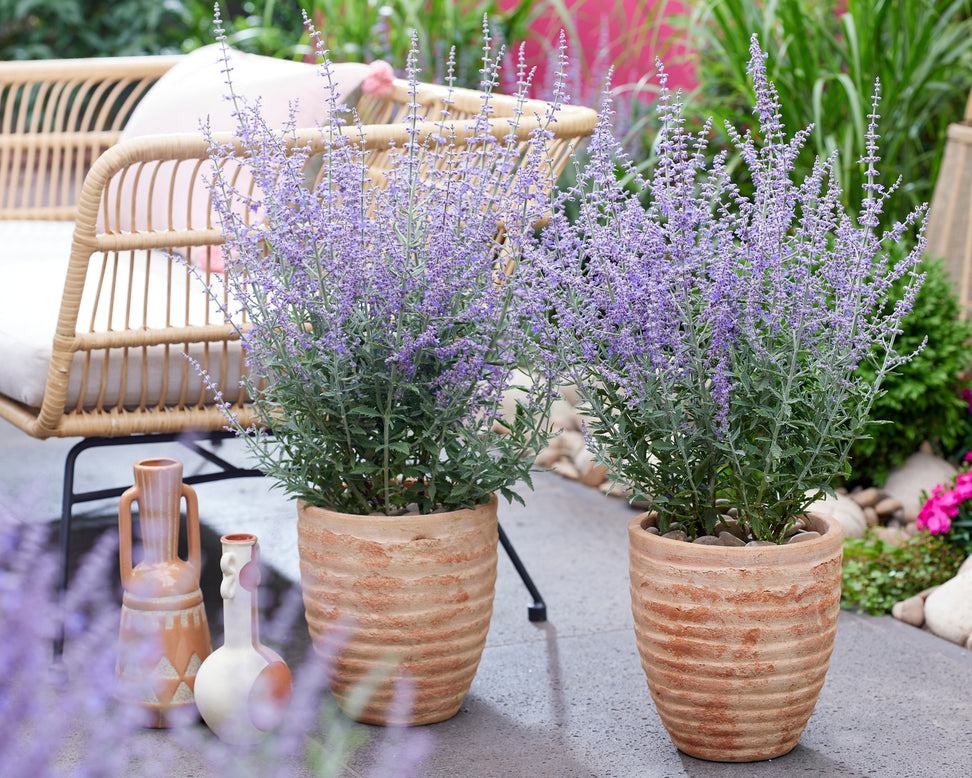 Perovskia 'Prime Time'