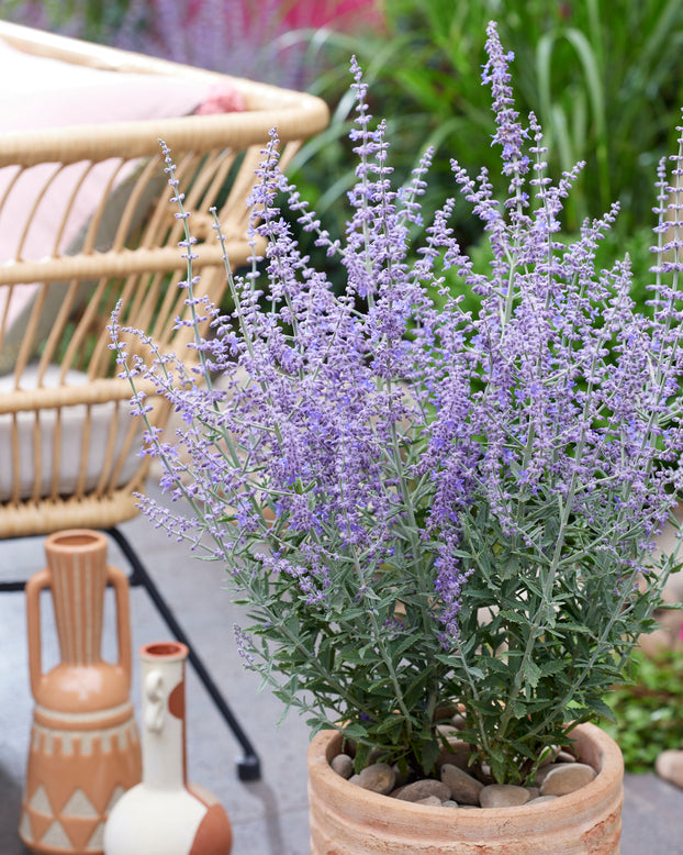 Perovskia 'Prime Time'