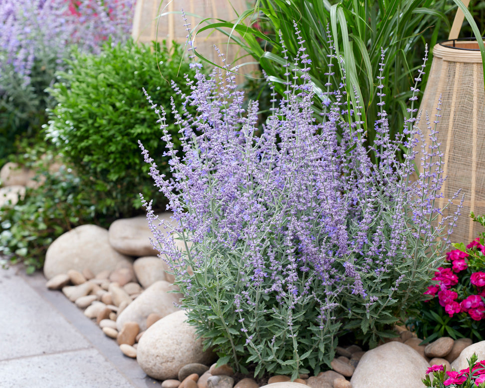 Perovskia 'Prime Time'