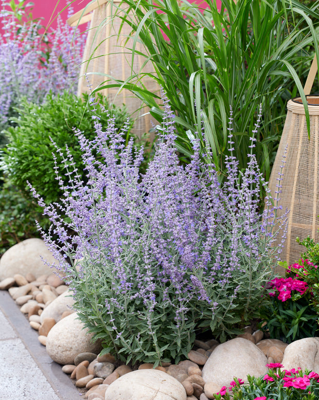 Perovskia 'Prime Time'