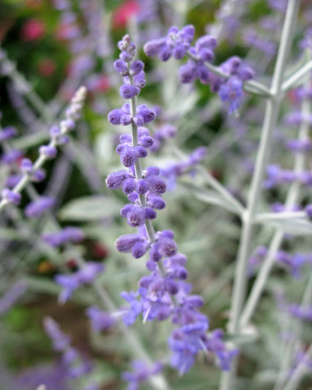 Perovskia 'Silvery Blue'