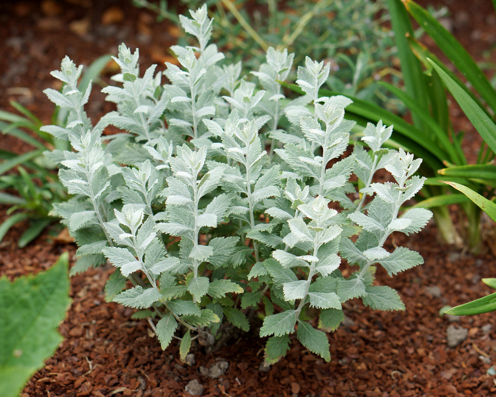Perovskia 'Silvery Blue'