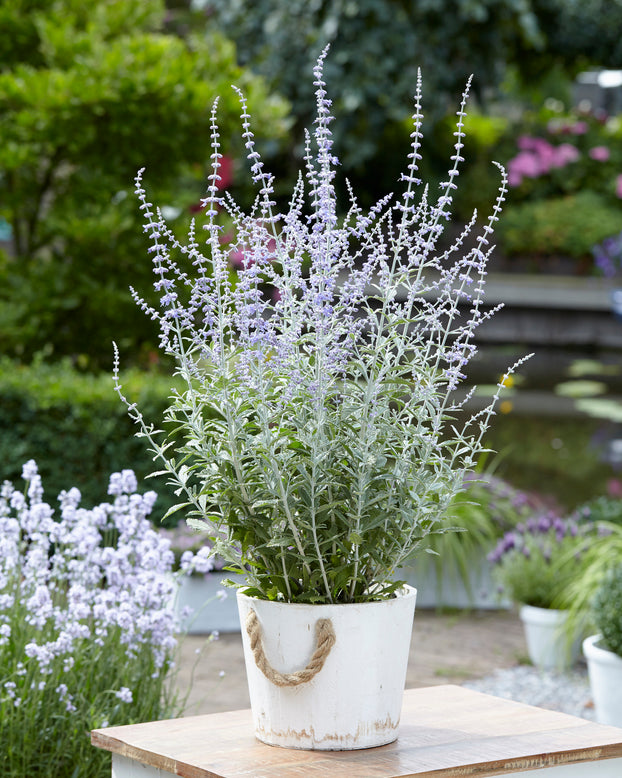 Perovskia 'Silvery Blue'