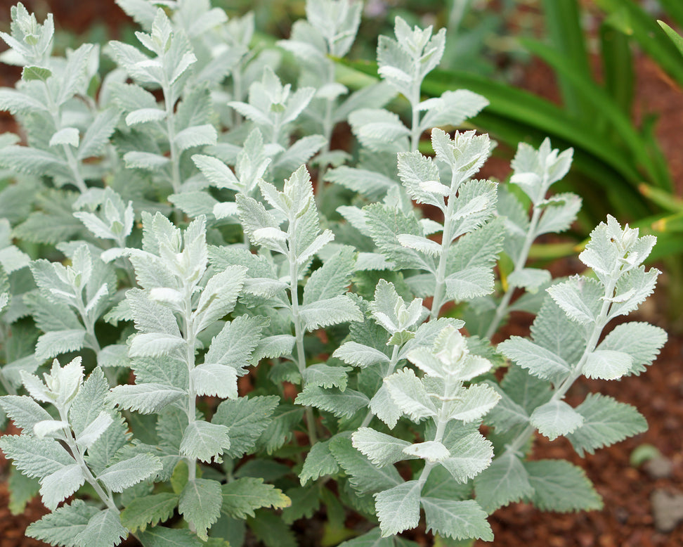 Perovskia 'Silvery Blue'