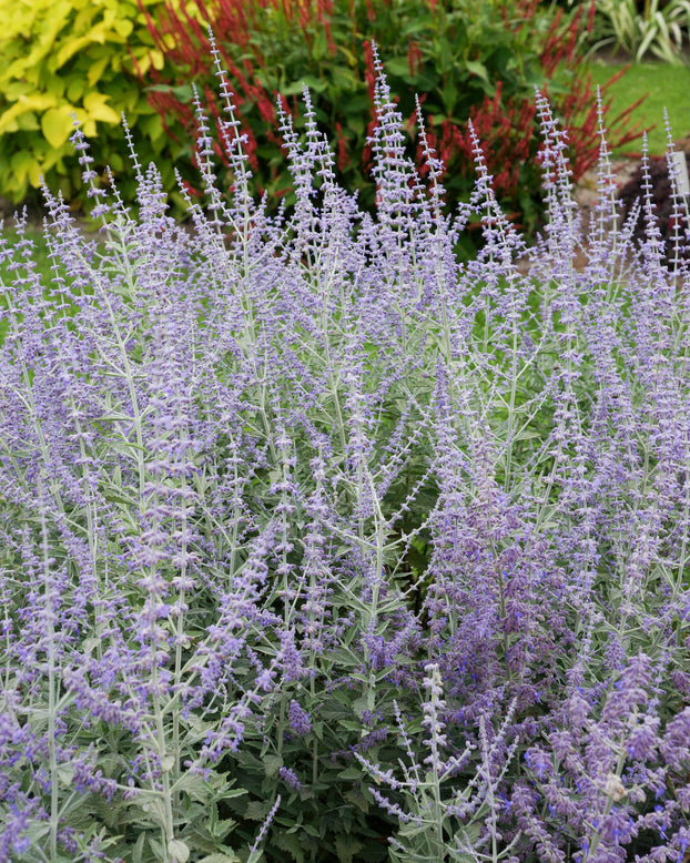 Perovskia 'Silvery Blue'