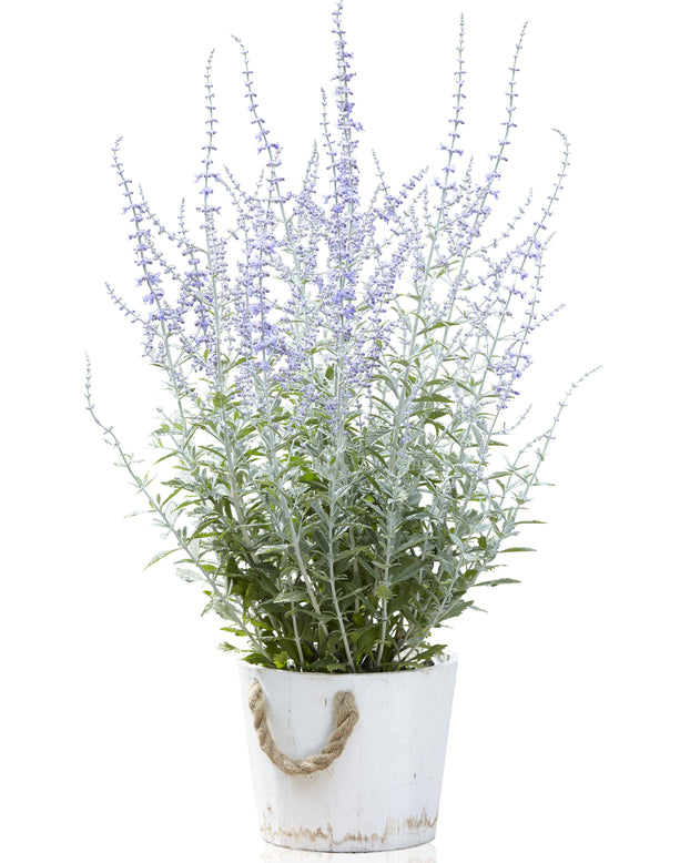 Perovskia 'Silvery Blue'