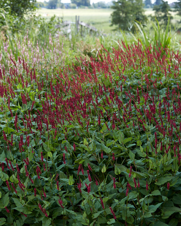 Persicaria 'Blackfield'