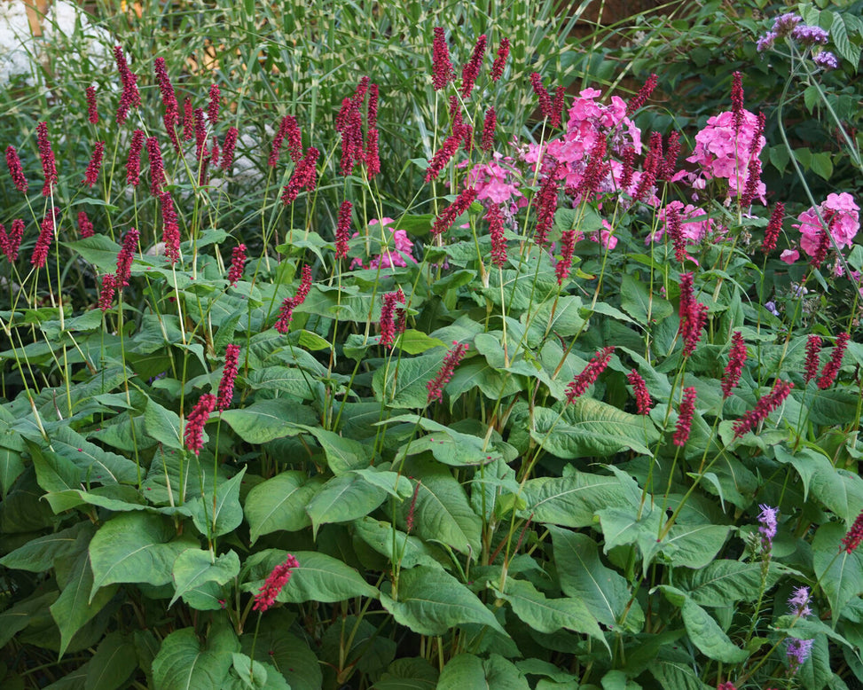 Persicaria 'Blackfield'