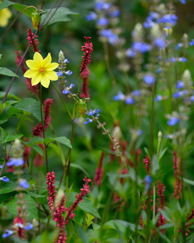 Persicaria 'Blackfield'