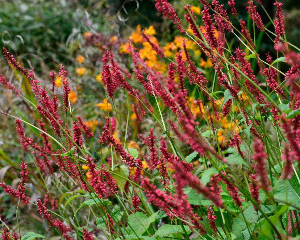 Persicaria 'Blackfield'