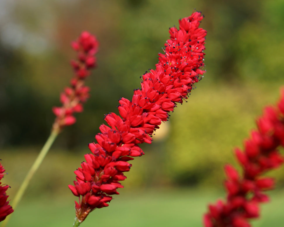 Persicaria 'Bloody Mary'