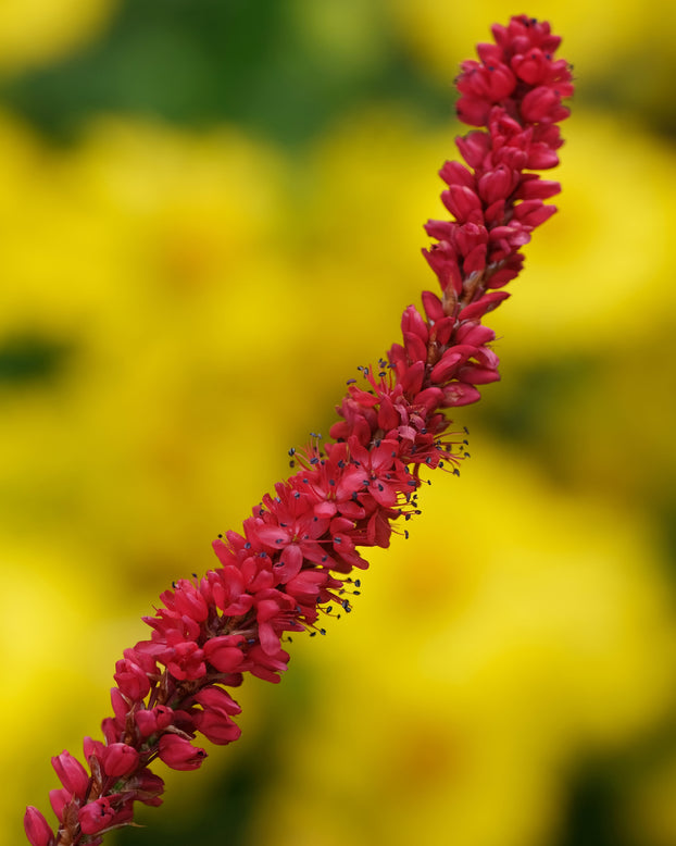 Persicaria 'Bloody Mary'