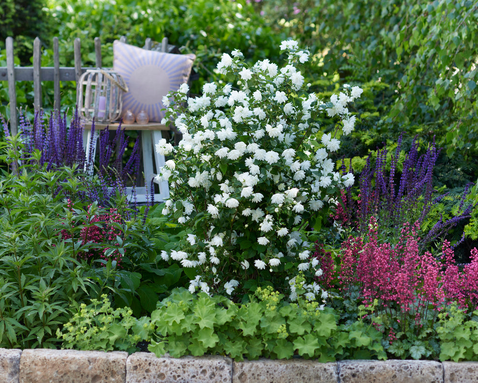Philadelphus 'Pearls of Perfume'