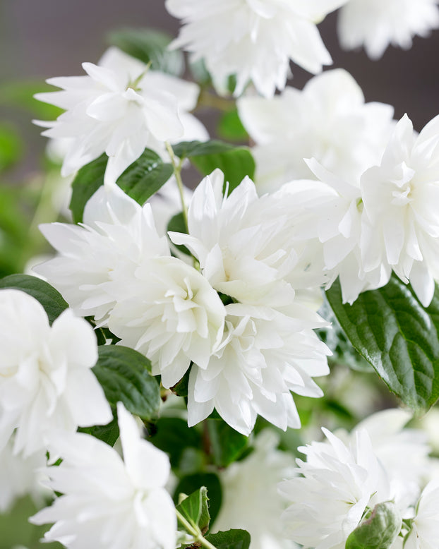 Philadelphus 'Pearls of Perfume'