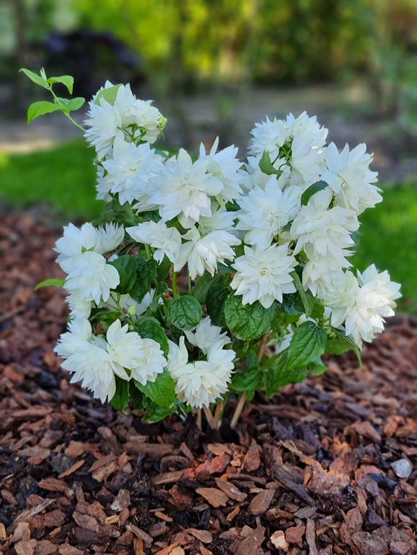 Philadelphus 'Pearls of Perfume'