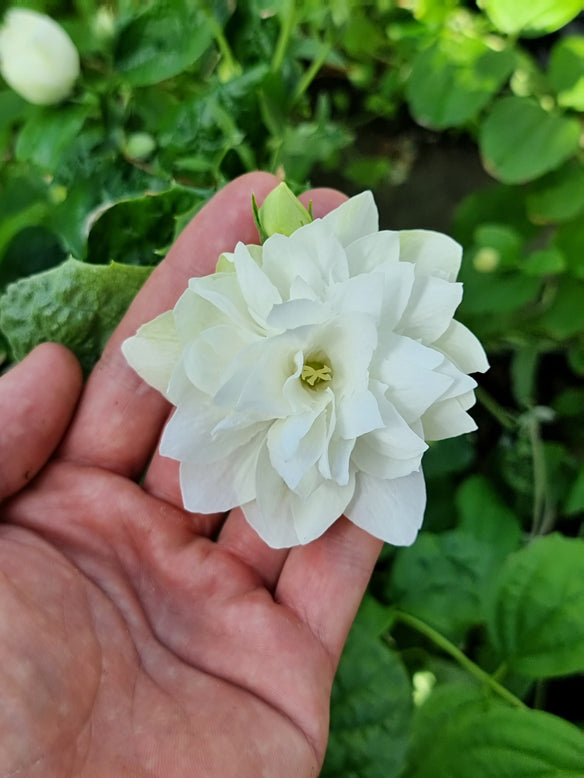Philadelphus 'Pearls of Perfume'