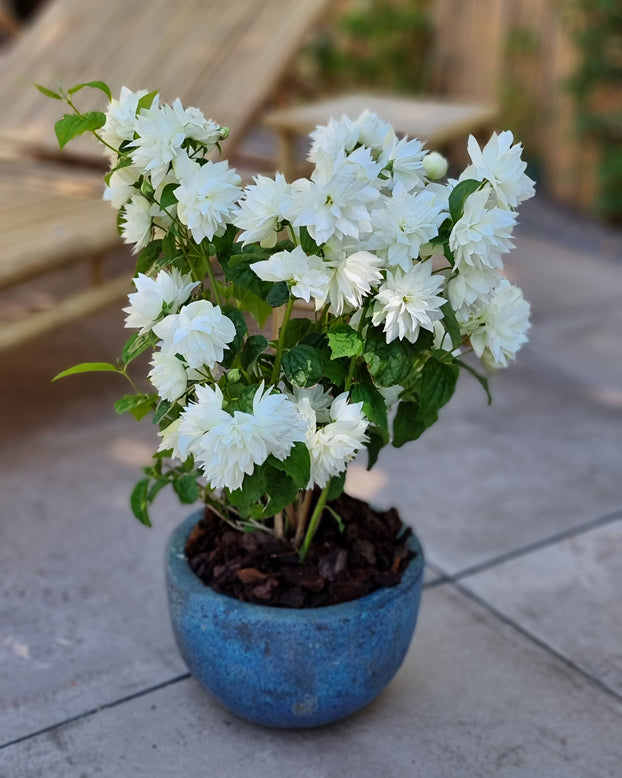 Philadelphus 'Pearls of Perfume'